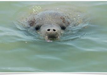 Miamism Fridays – Manatees