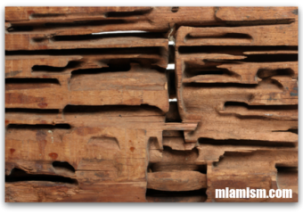Miami Home Inspections – Evidence of Termites