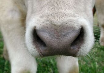 To smell or not to sell…..that is the question