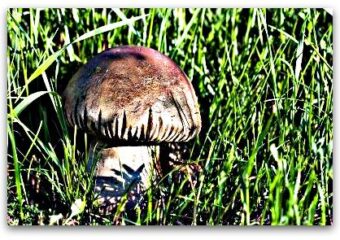 The Terrifying Truth about Mold